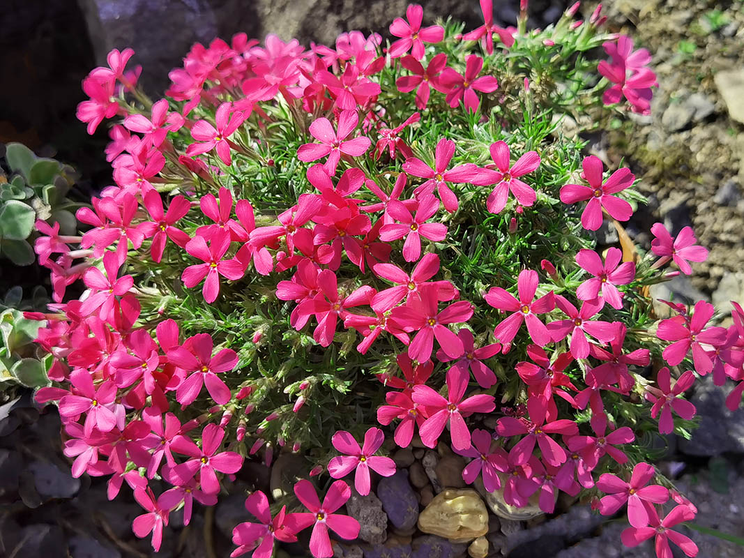 Phlox douglasii 'Crackerjack' photo